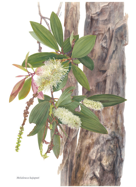 Melaleuca kajuputi