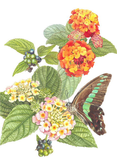 Lantana camara