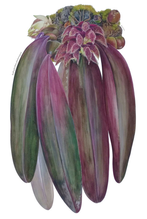 Bulbophyllum phalaenopsis