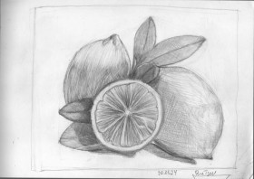 Pencil Drawing - Lemons